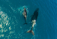 Whales