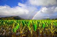 Anuenue '0 Hanalei (1 of 1) copy